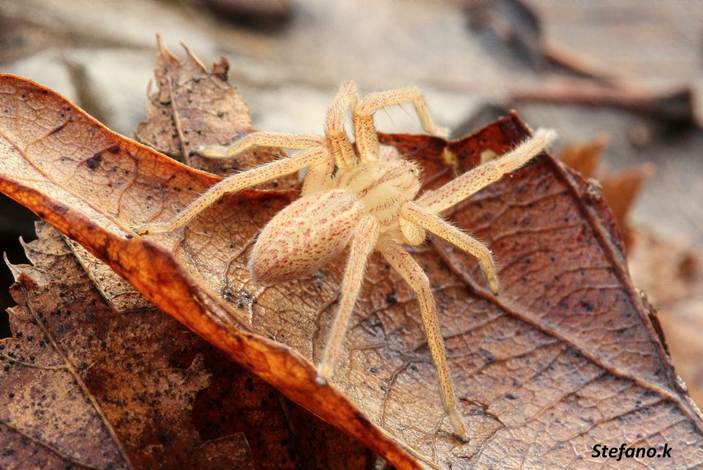 Micrommata virescens - Carso Triestino (zona S. Croce)